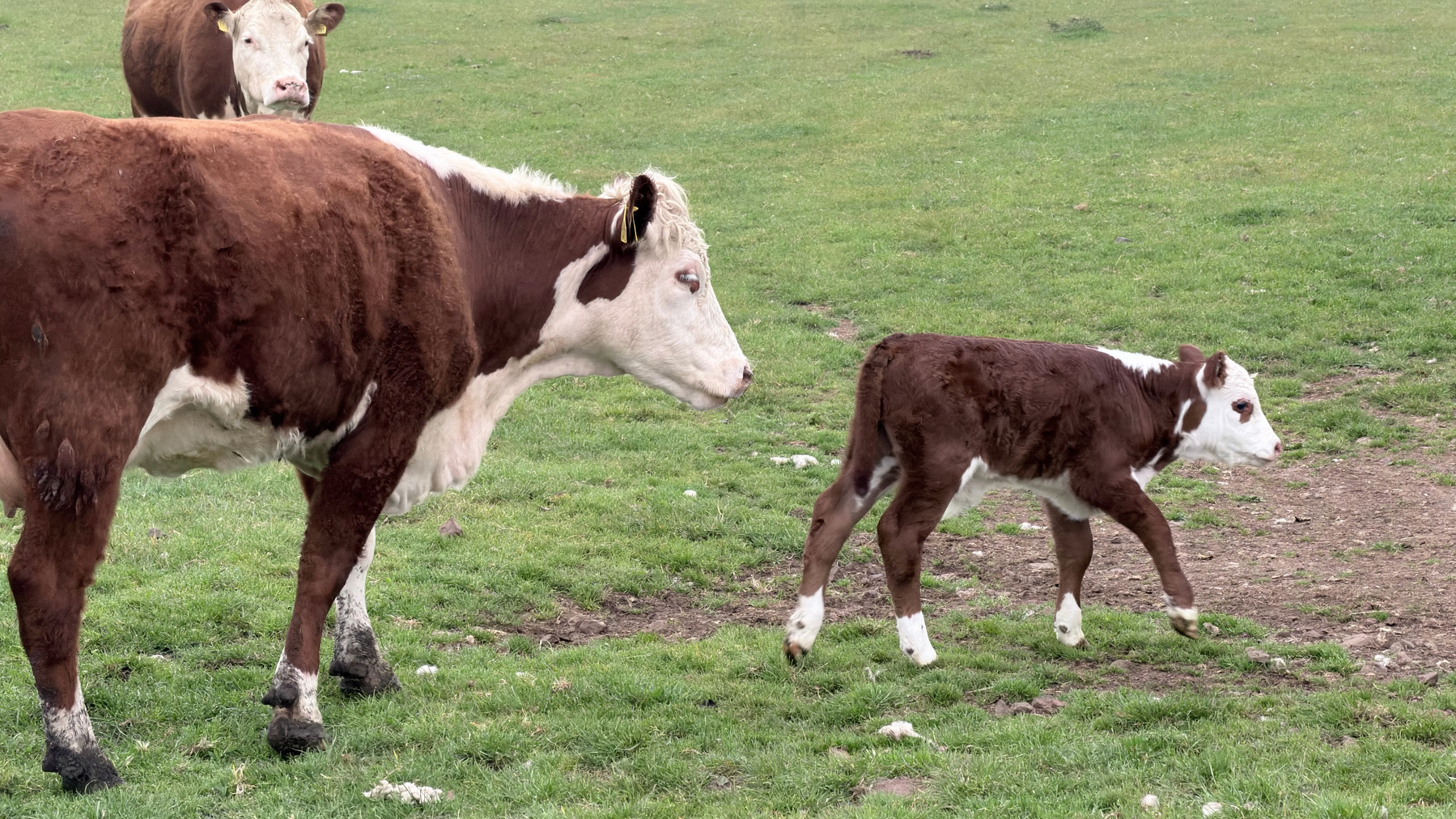 A calf walks on a grassy field alongside two adult cows.