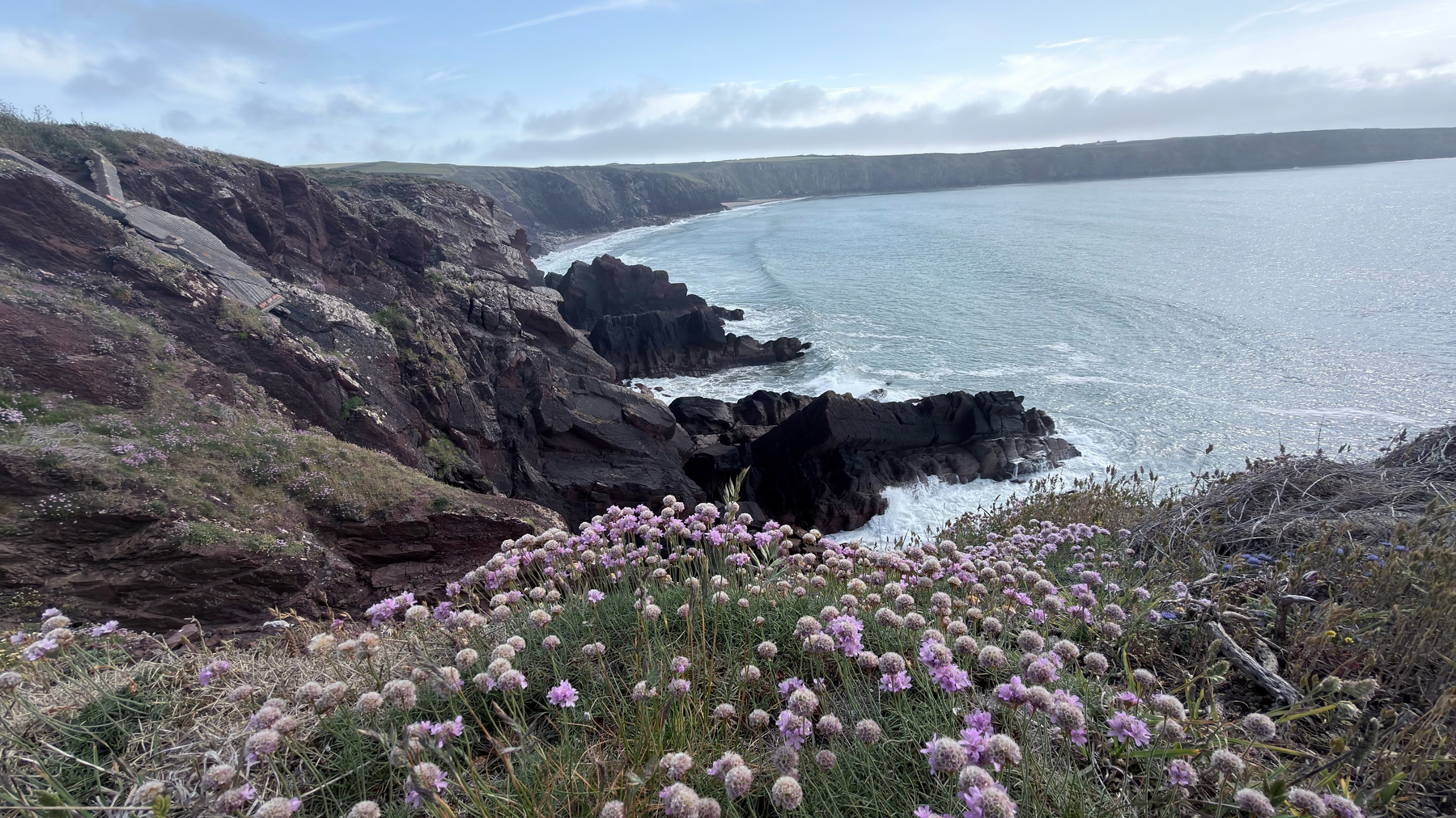 Purple flowers dot a rocky coastline, with waves crashing against the cliffs under a partly cloudy sky.