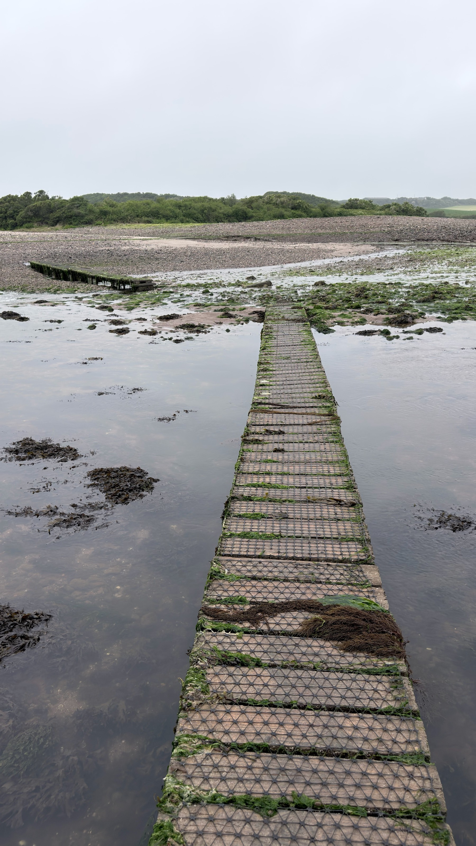 A narrow, weathered wooden walkway stretches across a marshy, seaweed-dotted landscape towards a distant treeline.