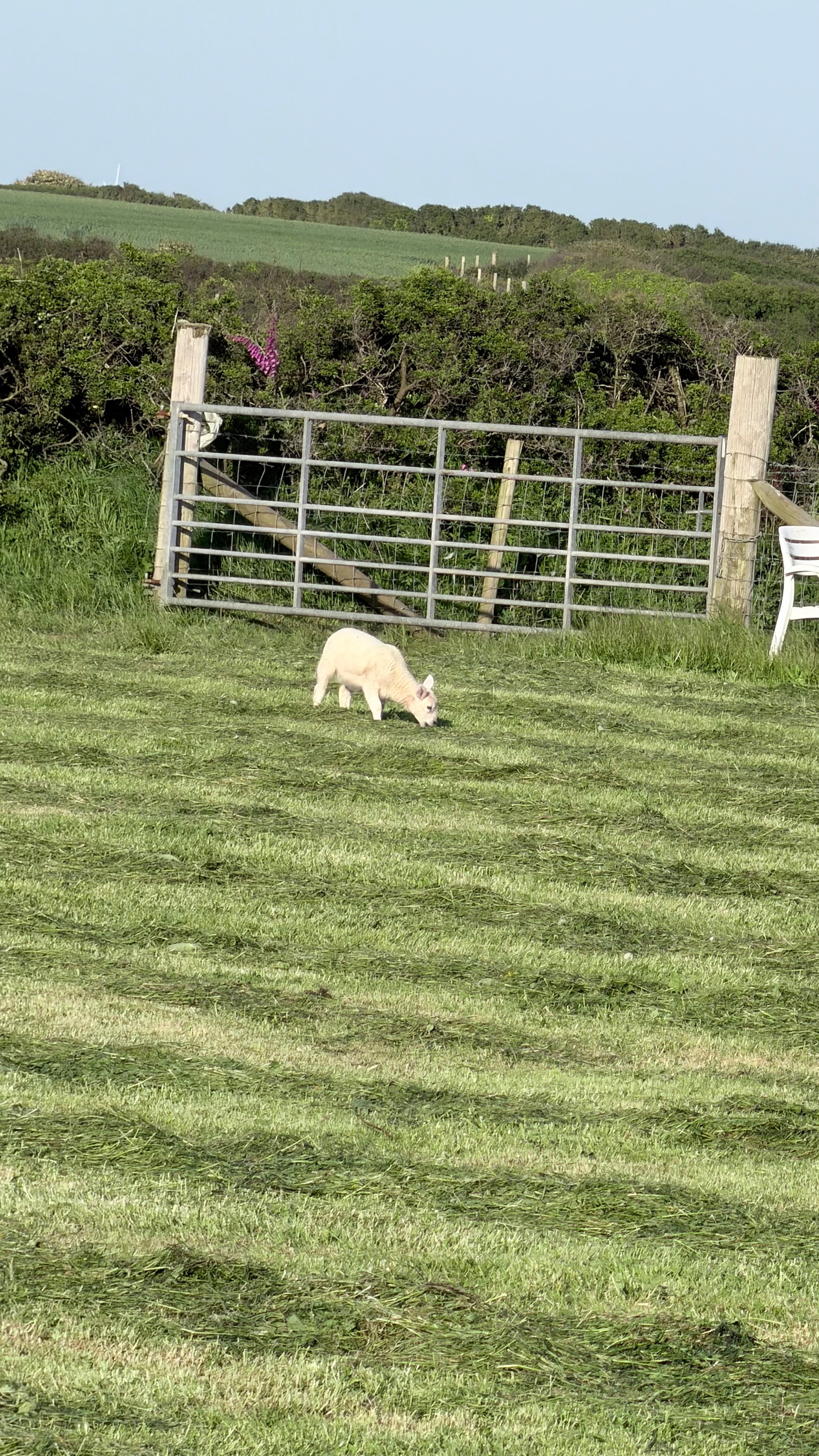 A lamb grazes on a grassy field near a metal gate and a white chair under a clear blue sky.