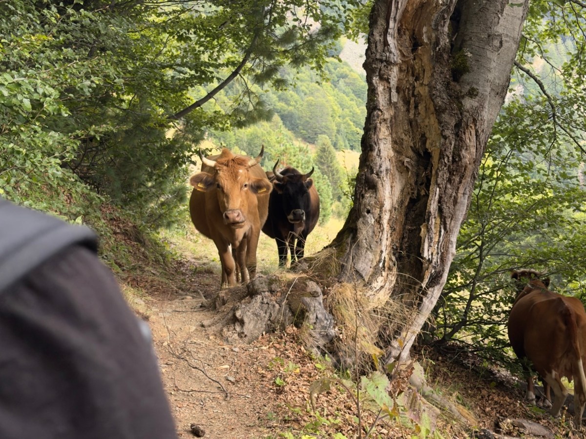 POB – Cerem nach&nbsp;Doberdol